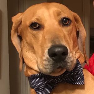 Meet your Posher, Lily